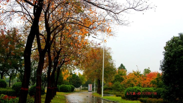 詩情畫意！秋冬之交一場雨 別樣周口落葉美