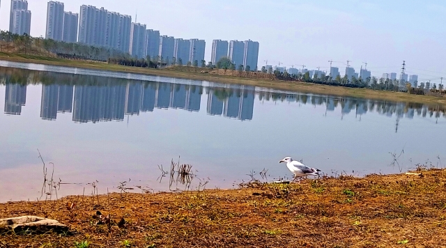 打造水生態城市，讓周口更宜居