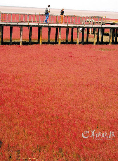 遼寧盤錦紅海灘，面積達9萬畝